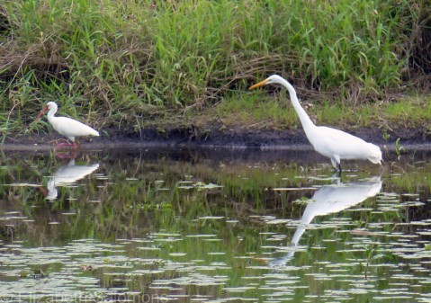 White Ibis and Great Egret 