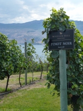 Mission Hill and Quail's Gate are both located on the shores of Okanagan Lake.